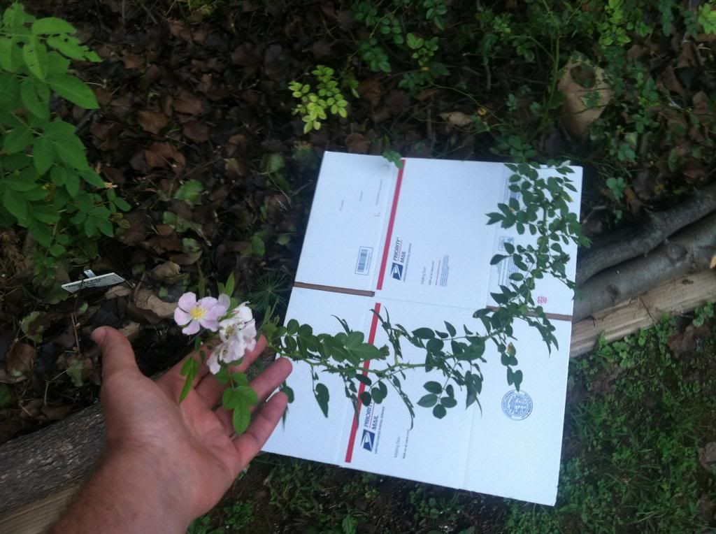  photo Sweet_Chariot_Cane_And_Flowers_zps7c715b9a.jpg